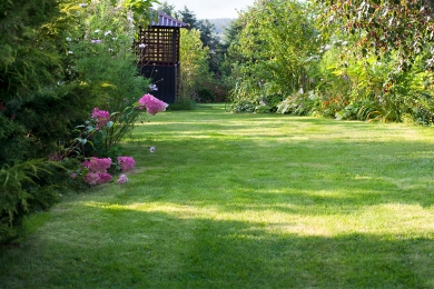 Shaded Grass Garden