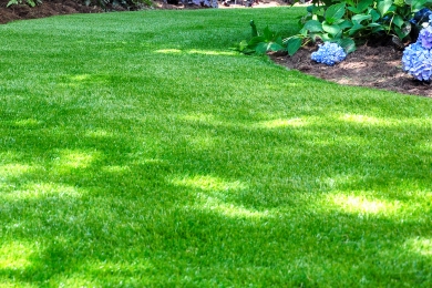 Shaded Lawn Garden