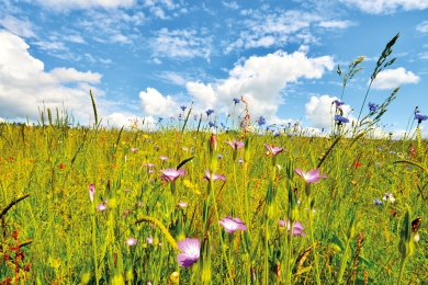 Wildflowers