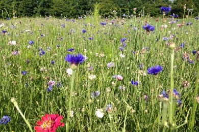 Wildflowers