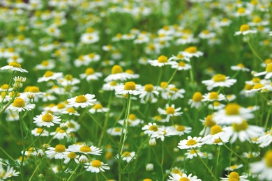 Wildflowers