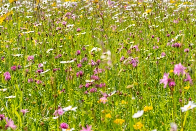 Wildflowers