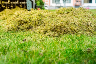Thatching Lawn