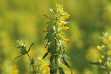 Yellow Rattle Wildflowers