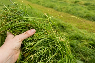 Grass Silage