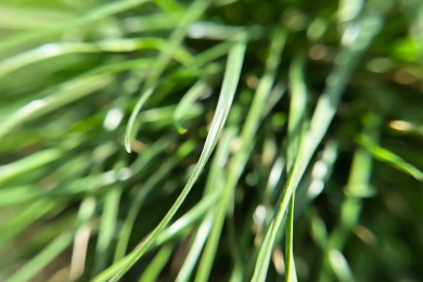Grass