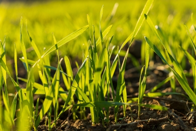 Grass