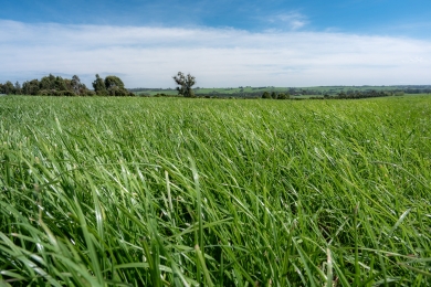 Organic Grass Farming - A High Performing Sward