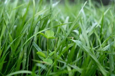 Organic Grass Farming - Herbal Leys, SFI and Biodiversity