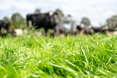 Organic Grass Farming - Reducing Feed Reliance and Embracing Regenerative Agriculture