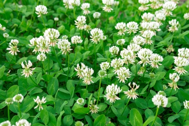 Organic Grass Farming - The Role of Clover and Herbs in Soil & Animal Health