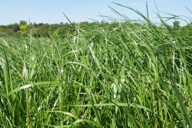 Grass Field