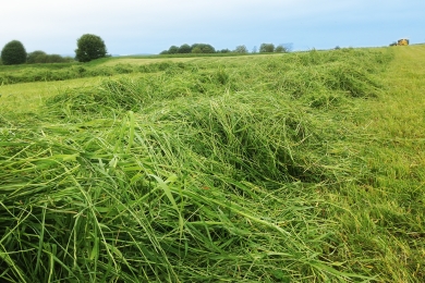 Grass Silage Field