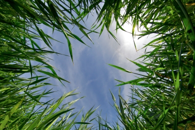 Grass