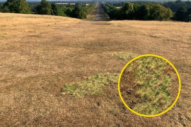 SGT All Hard Fescue