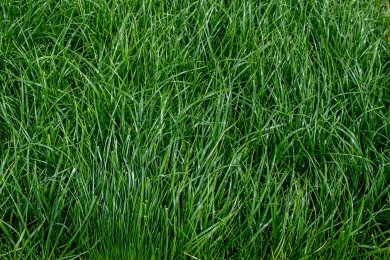 Italian Perennial Ryegrass Hybrids