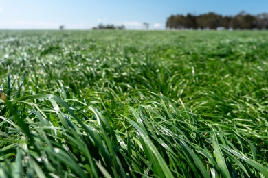 Grass Field