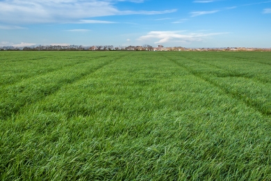 Grass Field