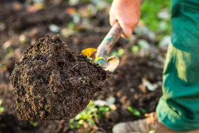 Soils