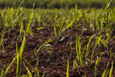 Grass Field