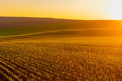 Grass agriculture field