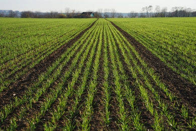 Grass agriculture field