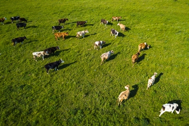 Cows in field