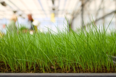 Turf trial plots