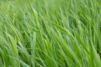 Grass