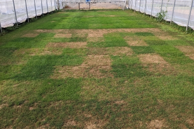 Disease Tolerance
