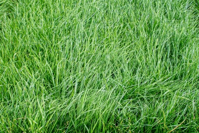 Barmix Grass