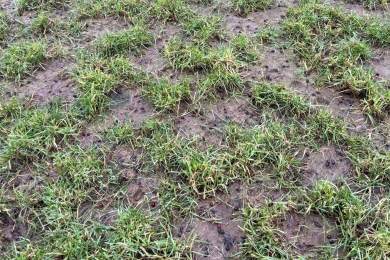 Customer Grass Field Example