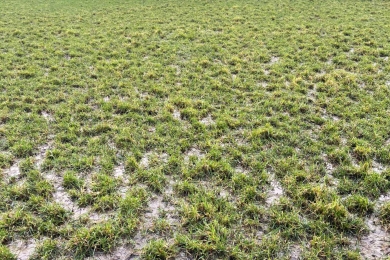 Customer Grass Field Example