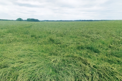 Bartui