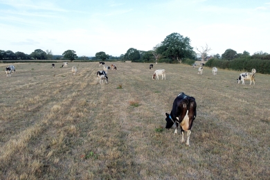 Drought Livestock