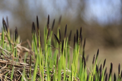 Black-grass