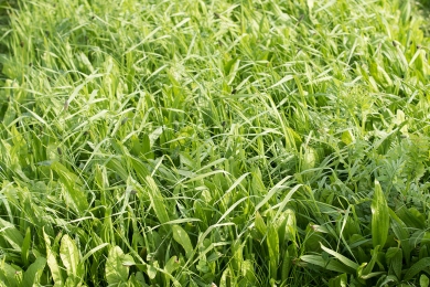 Herbal ley