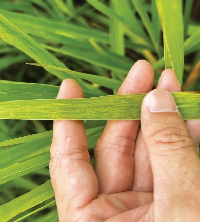 Ryegrass Mosaic Virus