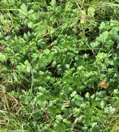 Buttercups