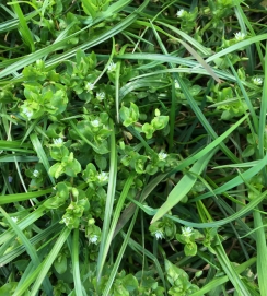Common Chickweed