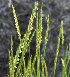 Couch Grass