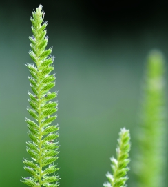 Crested Dogstail