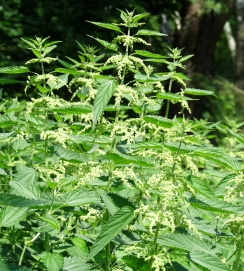 Nettles