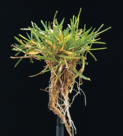 Annual Meadowgrass Poa Annua