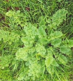Ragwort