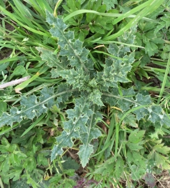Thistles