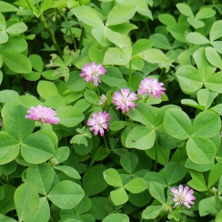Overseeding Clover