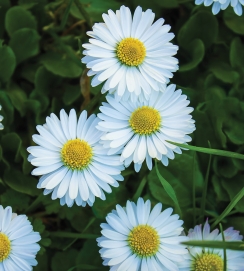 Daisy