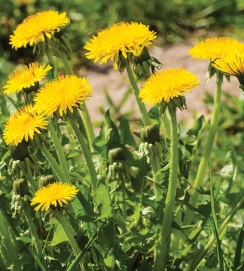 Dandelion