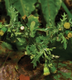 Groundsel
